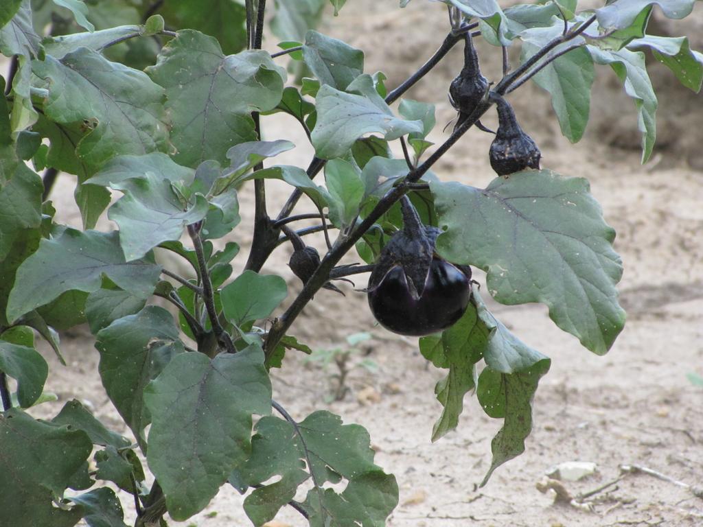 Agriturismo San Pietro Gangi Kültér fotó