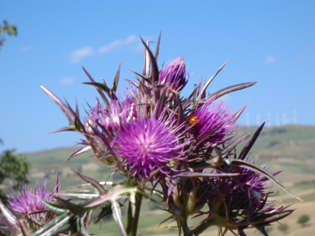 Agriturismo San Pietro Gangi Kültér fotó